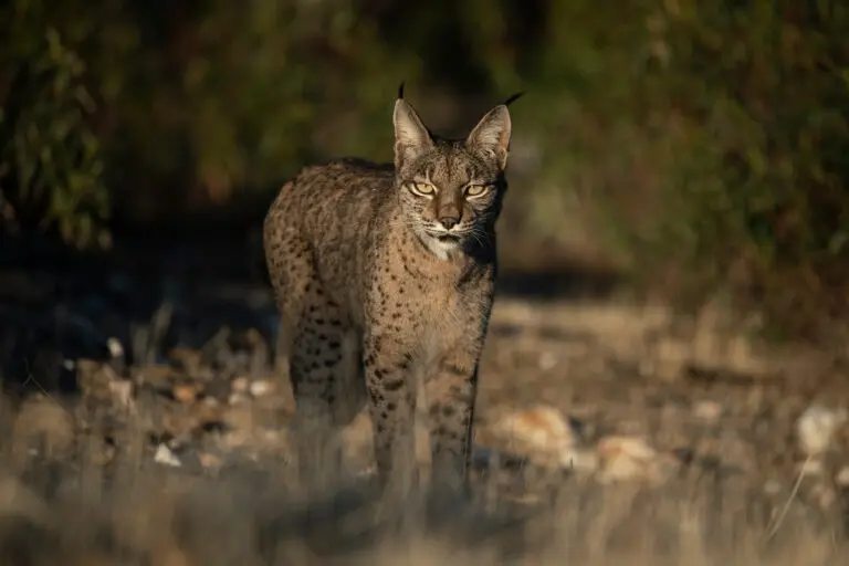 Fotohutten voor de Iberische Lynx in Spanje per dag te boeken.