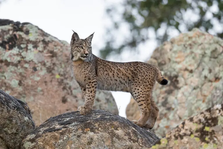 Groeps- of individuele fotoreizen naar de Iberische Lynx