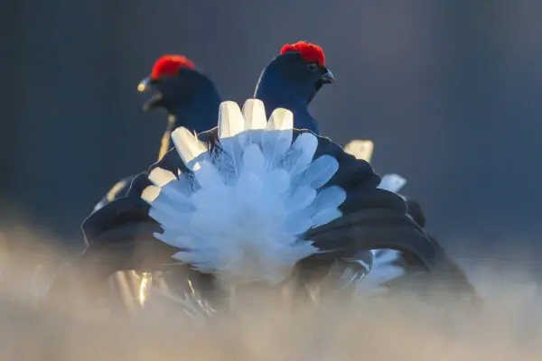 Fotoreis Finland - Majestic Birds