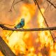 Fotoreis Senegal, Europese Scharrelaar bij bosbrand