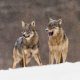 Wildpix Wolven © Martin Steenhaut-319